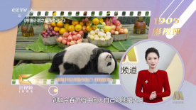 猪猪侠ip于2005年诞生，其萌趣可爱的形象、有勇有谋的个性留存在无数小观众快乐的童年回忆之中。